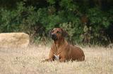 RODESIAN RIDGEBACK 251